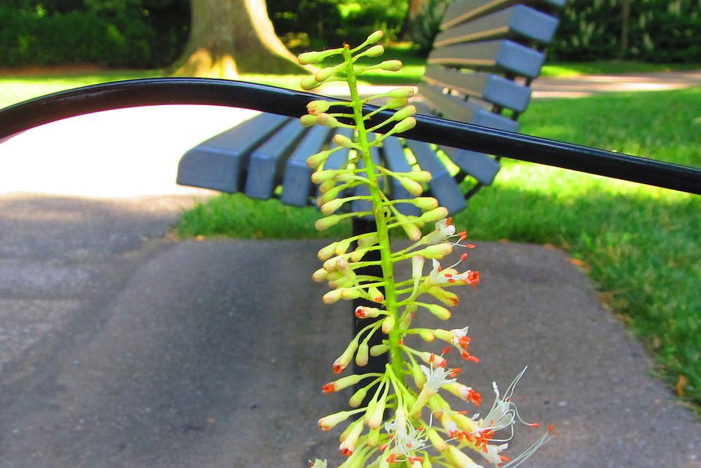 Photo of Bottlebrush Buckeye (Aesculus parviflora) uploaded by jmorth