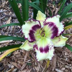 Location: My garden in N IL - zone 5
Date: 2016-06-22
This is the 2nd and lAST bloom on a 1 year old plant - this one i
