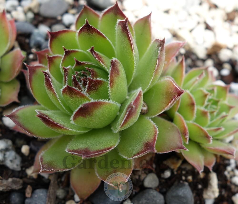 Photo of Hen and Chicks (Sempervivum 'Frosty') uploaded by springcolor