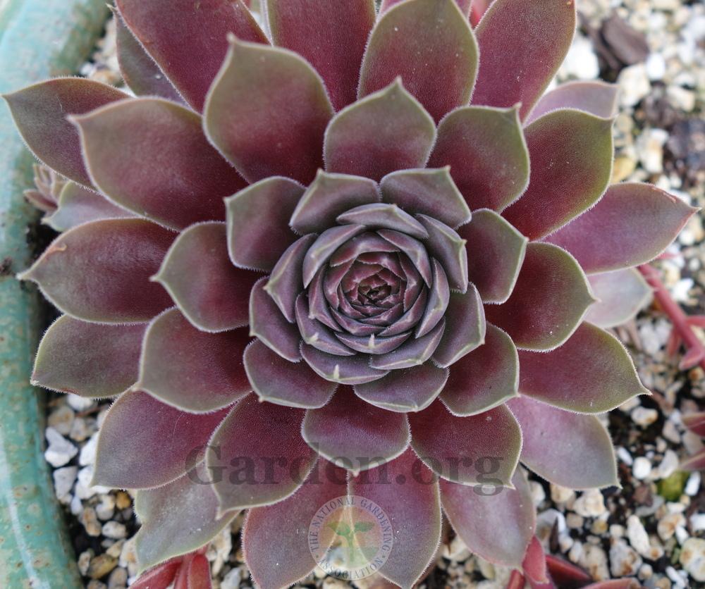 Photo of Hen and Chicks (Sempervivum 'Pacific Magic Night') uploaded by springcolor