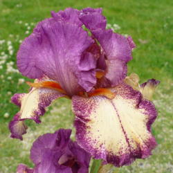 Location: N
Date: 2016-05-18
 4:42 pm. This Iris has a personality all of it's own!
