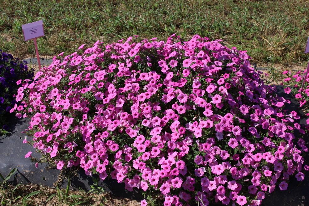 Photo of Multiflora Spreading/Trailing Petunia (Petunia Supertunia® Vista Bubblegum) uploaded by dave