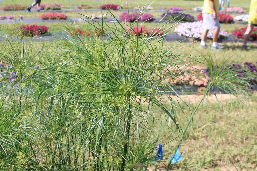 Photo of Papyrus (Cyperus papyrus Graceful Grasses® King Tut®) uploaded by dave