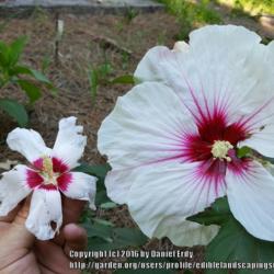 Location: Catawba SC
kopper king is the large flower the small one is a rose of sharon