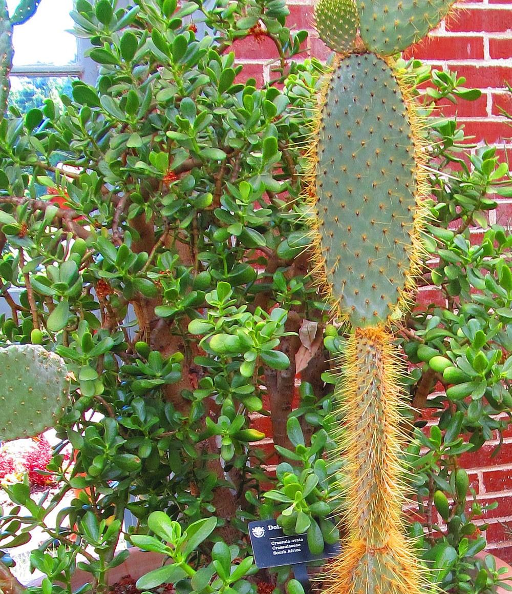 Photo of Jade Plant (Crassula ovata) uploaded by jmorth