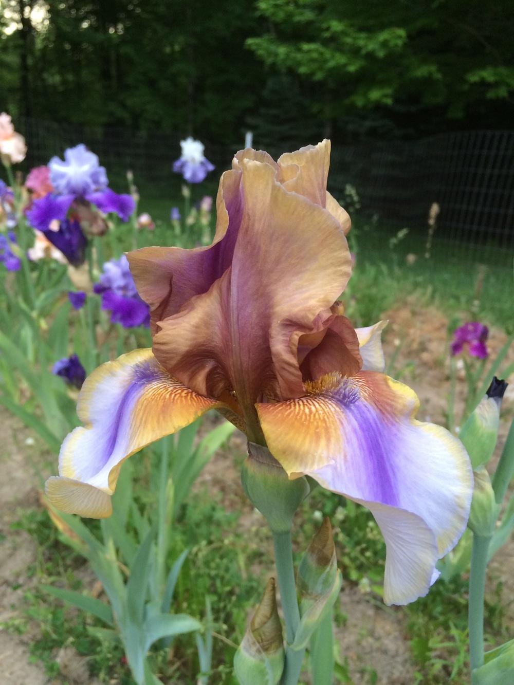 Photo of Tall Bearded Iris (Iris 'Burnt Toffee') uploaded by Lbsmitty