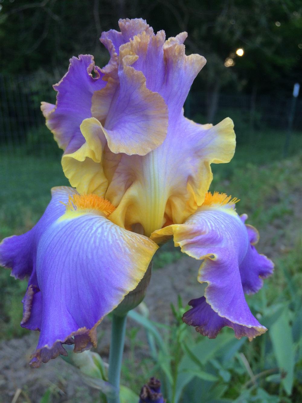 Photo of Tall Bearded Iris (Iris 'All About Spring') uploaded by Lbsmitty
