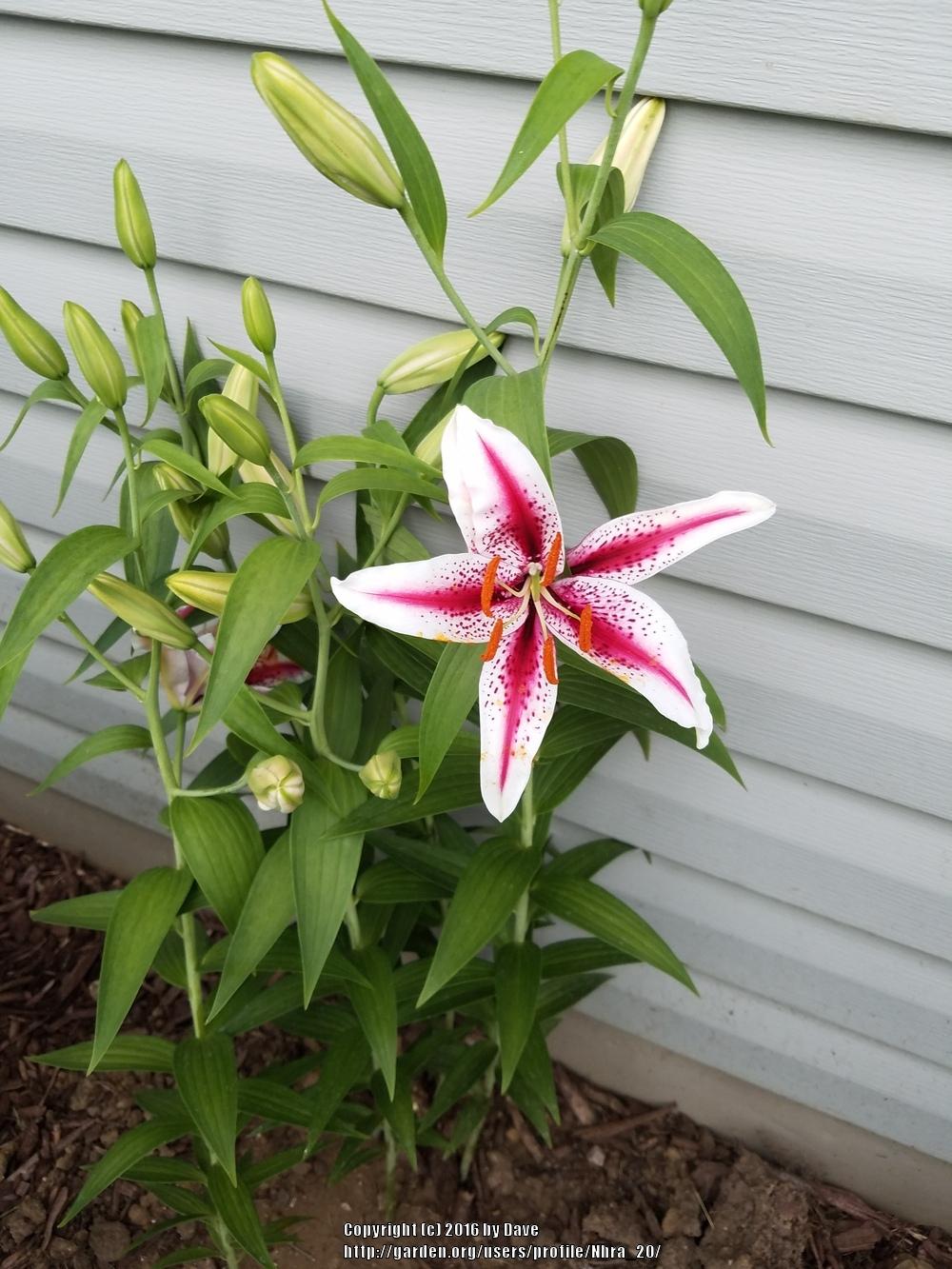 Photo of Oriental Lily (Lilium 'Dizzy') uploaded by Nhra_20