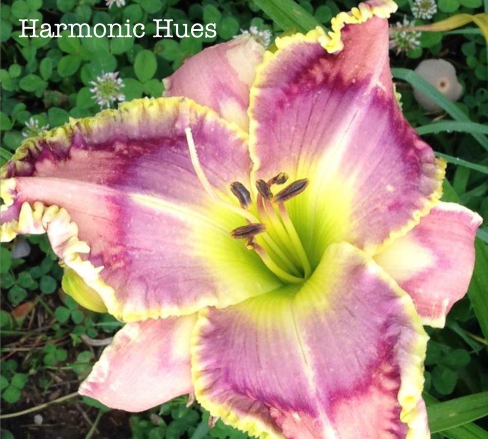 Photo of Daylily (Hemerocallis 'Harmonic Hues') uploaded by gsutche