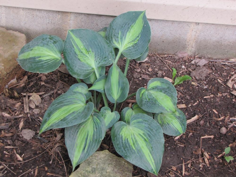 Photo of Hosta 'Touch of Class' uploaded by Claudia