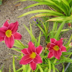 Location: Nora's Garden - Castlegar BC
Date: 2014-07-22
 11:50 am. A perky Daylily with buds that match.