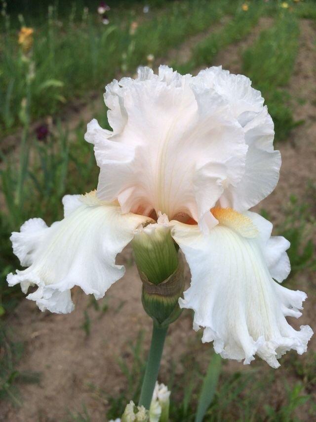 Photo of Tall Bearded Iris (Iris 'H. C. Stetson') uploaded by Lbsmitty