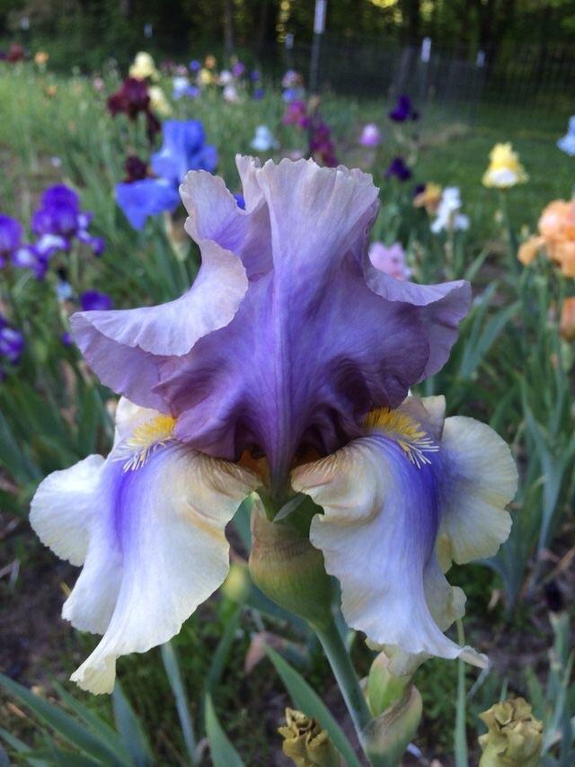 Photo of Tall Bearded Iris (Iris 'Desert Lullaby') uploaded by Lbsmitty