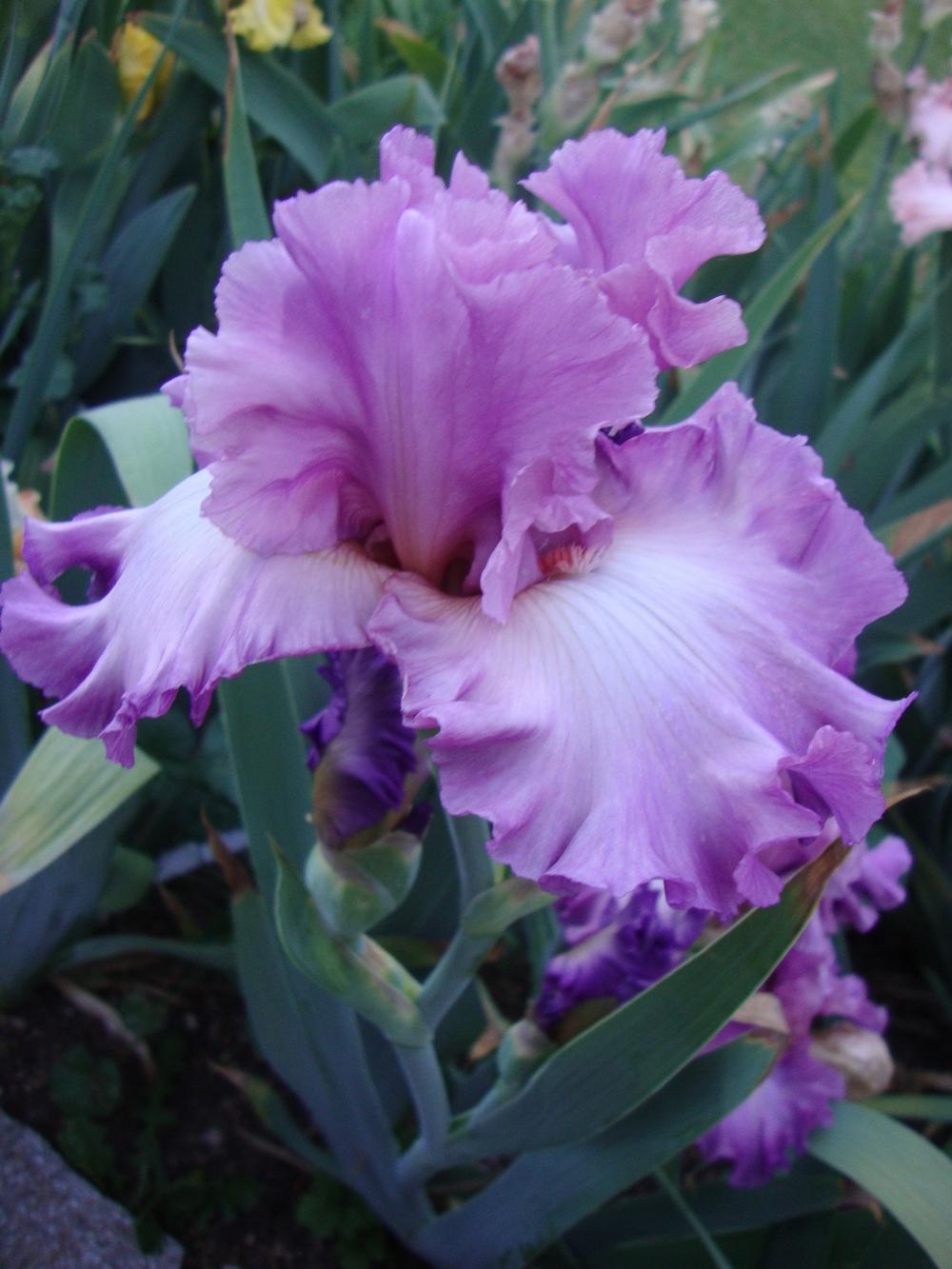 Photo of Tall Bearded Iris (Iris 'Magnanimous') uploaded by Paul2032