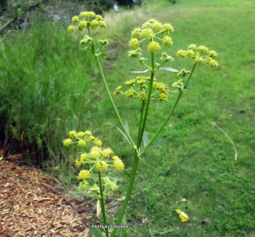 Photo of Lovage (Levisticum officinale) uploaded by lauribob