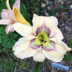 Location: my zone 5 garden
Date: 2016-06-25
2nd bloom on 1st year plant - I just love this one.