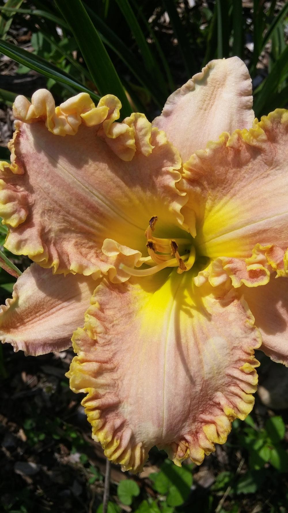 Photo of Daylily (Hemerocallis 'Darla Anita') uploaded by plantcollector