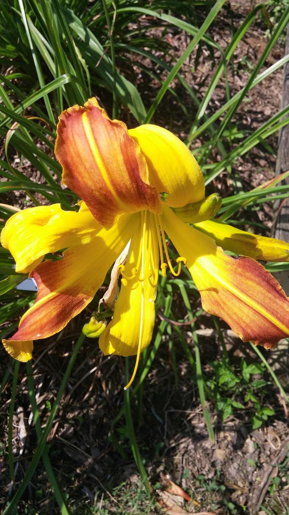 Photo of Daylily (Hemerocallis 'Spindazzle') uploaded by plantcollector