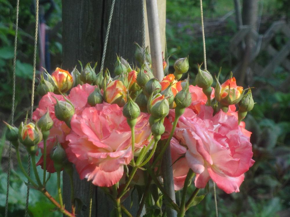 Photo of Rose (Rosa 'Pinata') uploaded by redbirdlad