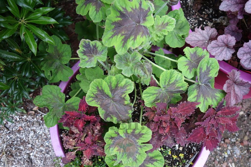 Photo of Peppermint-Scented Geranium (Pelargonium tomentosum 'Chocolate Mint') uploaded by springcolor