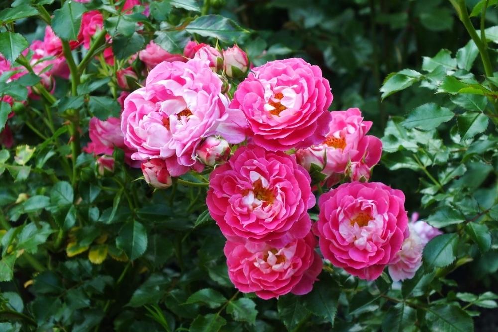 Photo of Rose (Rosa 'Charmant') uploaded by sunnyvalley