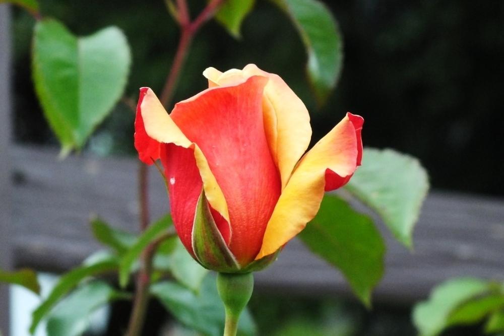 Photo of Rose (Rosa 'Belle Epoque') uploaded by sunnyvalley