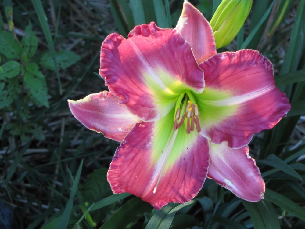 Photo of Daylily (Hemerocallis 'Someplace Special') uploaded by Claudia