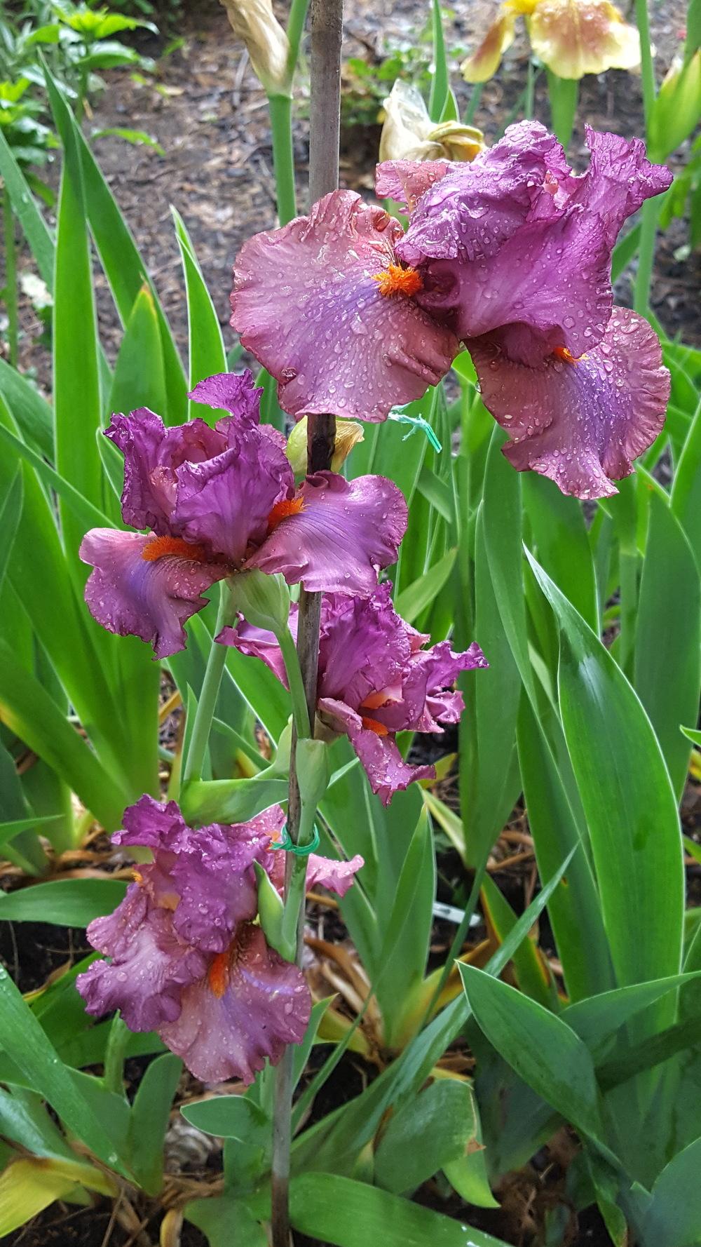 Photo of Tall Bearded Iris (Iris 'Ravenous') uploaded by Dachsylady86