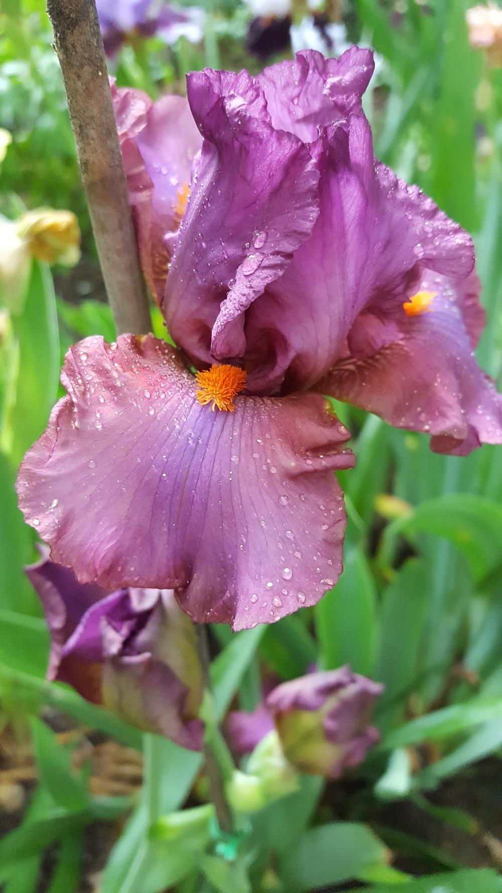Photo of Tall Bearded Iris (Iris 'Ravenous') uploaded by Dachsylady86