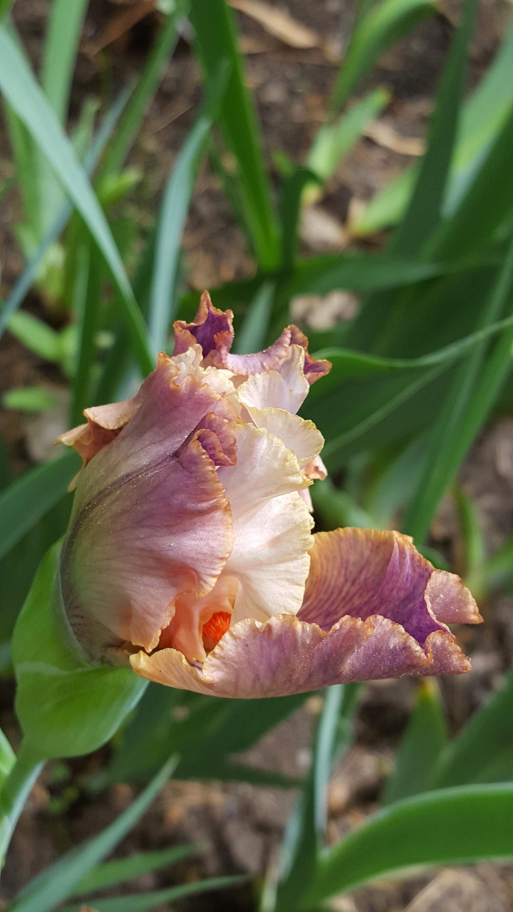 Photo of Tall Bearded Iris (Iris 'Carnival of Color') uploaded by Dachsylady86