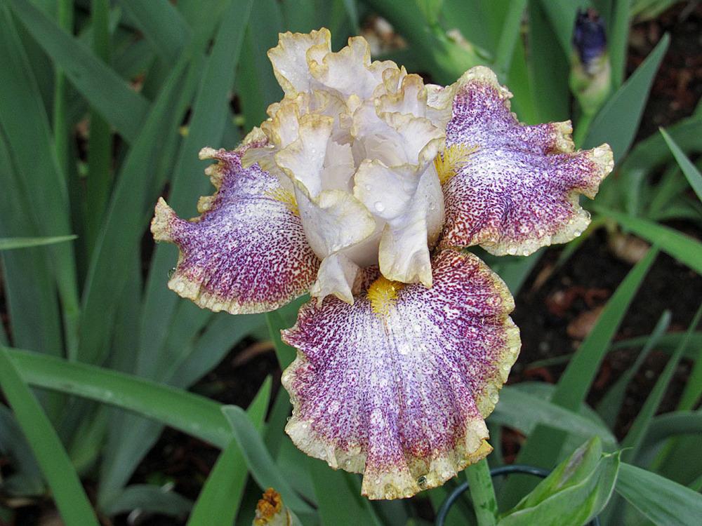 Photo of Tall Bearded Iris (Iris 'Whispering Spirits') uploaded by Lestv