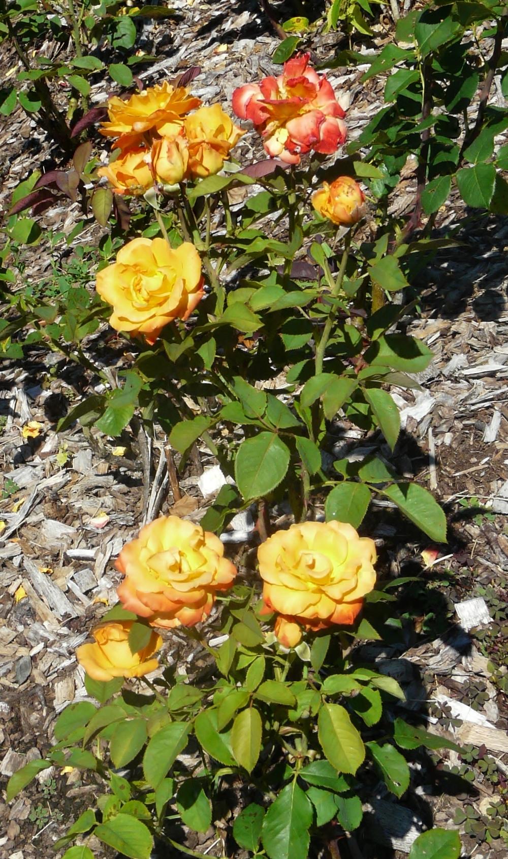 Photo of Rose (Rosa 'Chris Evert') uploaded by cwhitt