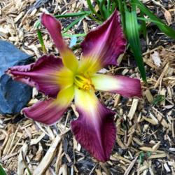Location: my zone 5 garden
Date: 2016-06-24
It is much better with the 2nd bloom.