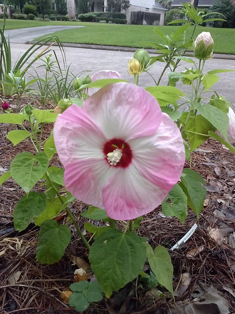 Photo of Hybrid Hardy Hibiscus (Hibiscus Luna™ Pink Swirl) uploaded by madrid2000