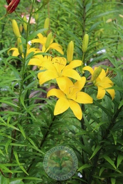 Photo of Lily (Lilium 'Eleanor Roosevelt') uploaded by magnolialover