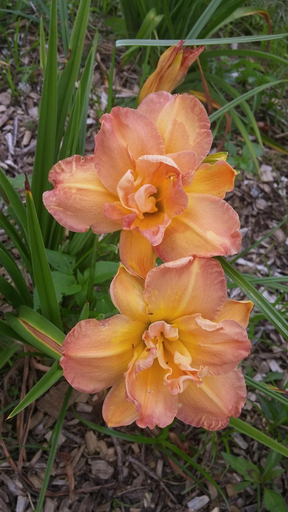 Photo of Daylily (Hemerocallis 'Frances Joiner') uploaded by plantcollector