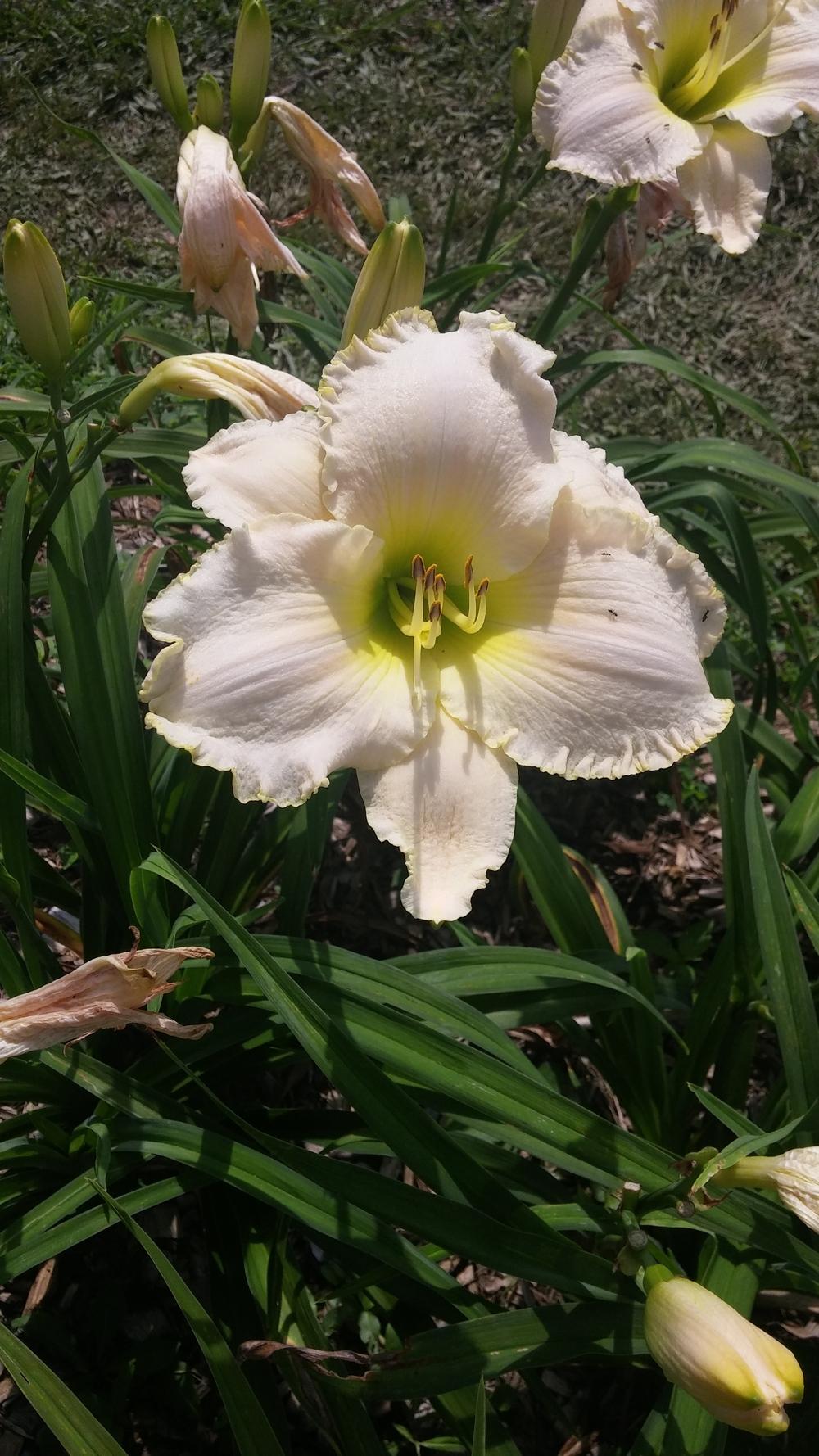 Photo of Daylily (Hemerocallis 'Early Snow') uploaded by plantcollector