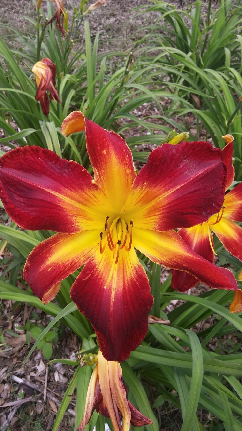 Photo of Daylily (Hemerocallis 'Ruby Spider') uploaded by plantcollector