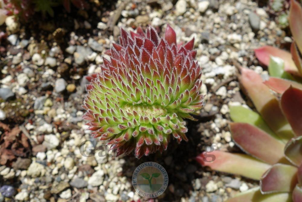 Photo of Hen and Chicks (Sempervivum 'Whirl-i-gig') uploaded by springcolor
