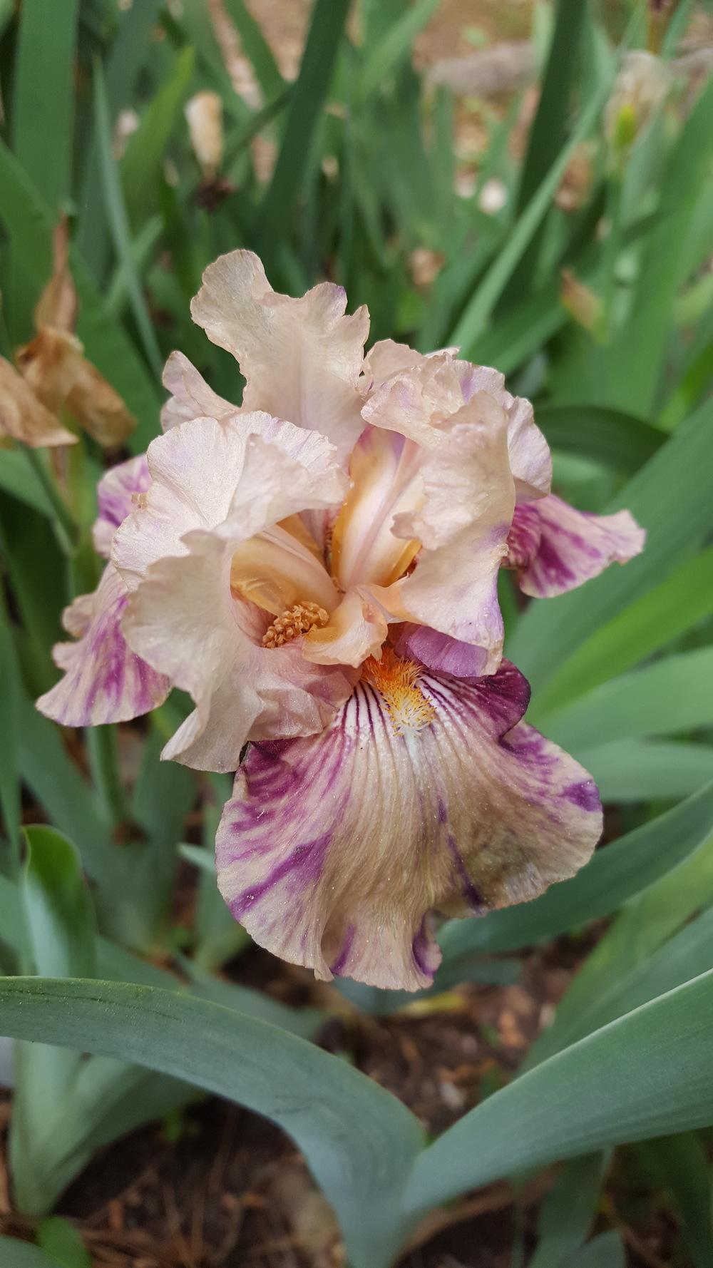 Photo of Border Bearded Iris (Iris 'Raspberry Silk') uploaded by Dachsylady86
