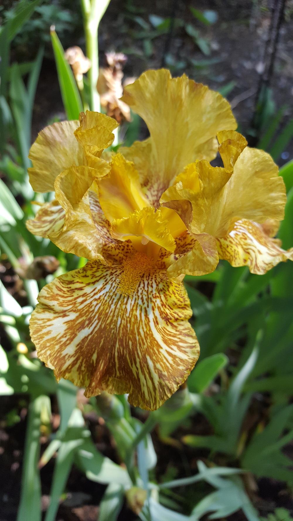 Photo of Tall Bearded Iris (Iris 'Tiger Honey') uploaded by Dachsylady86
