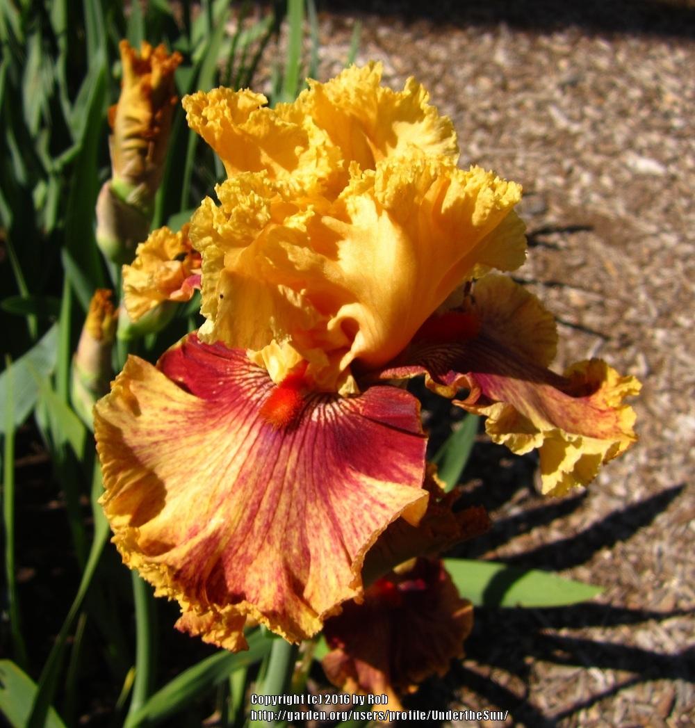 Photo of Tall Bearded Iris (Iris 'Italian Master') uploaded by UndertheSun