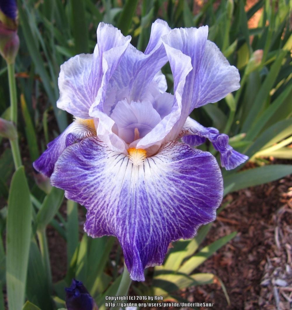 Photo of Tall Bearded Iris (Iris 'Making Time') uploaded by UndertheSun