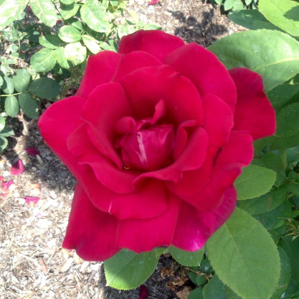 Photo of Rose (Rosa 'Chrysler Imperial') uploaded by csandt