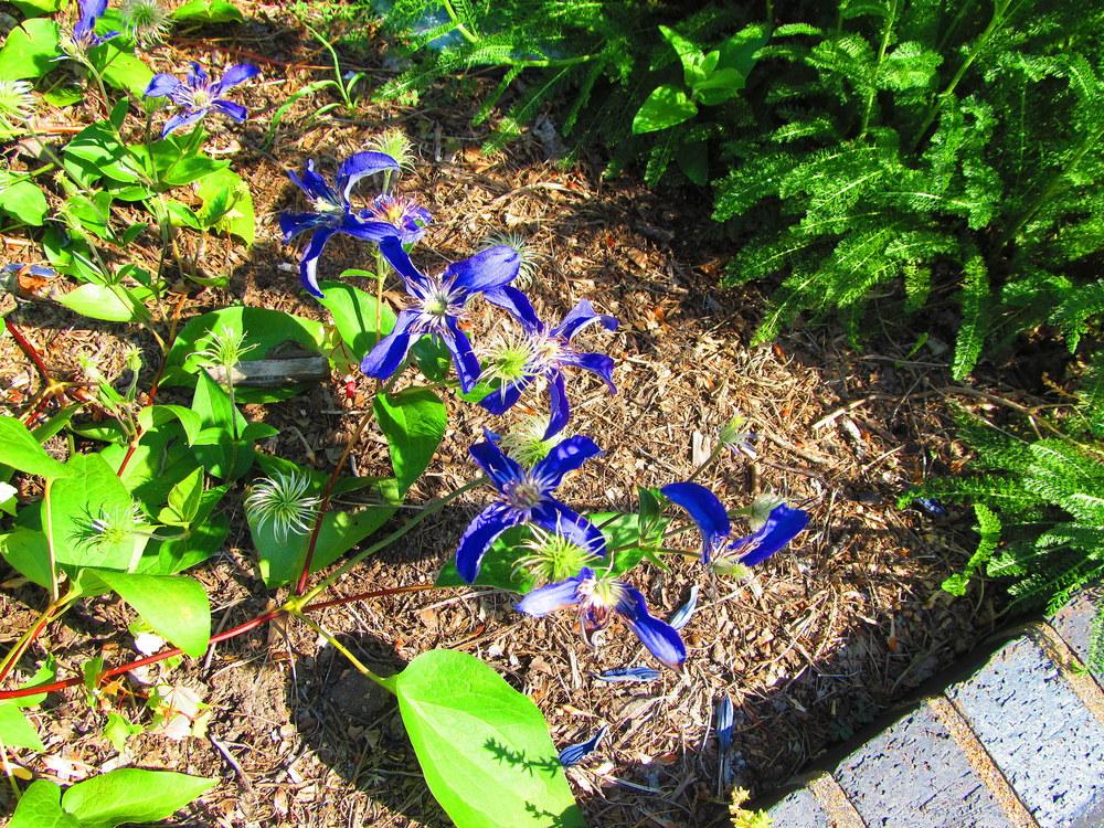 Photo of Clematis Sapphire Indigo™ uploaded by jmorth