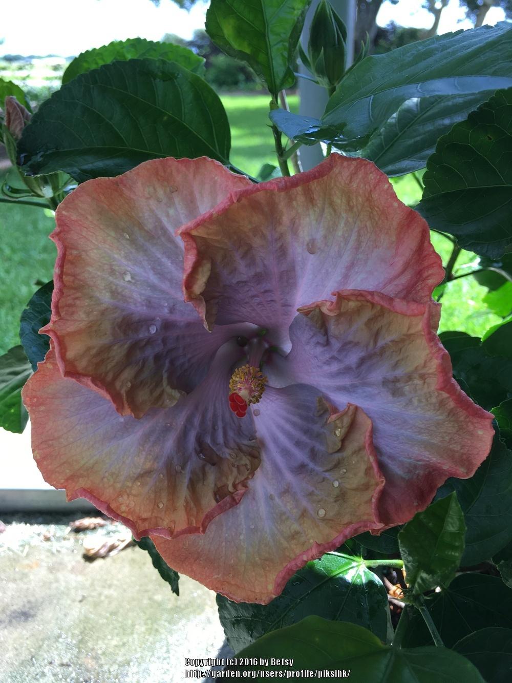 Photo of Tropical Hibiscus (Hibiscus rosa-sinensis 'Creole Lady') uploaded by piksihk