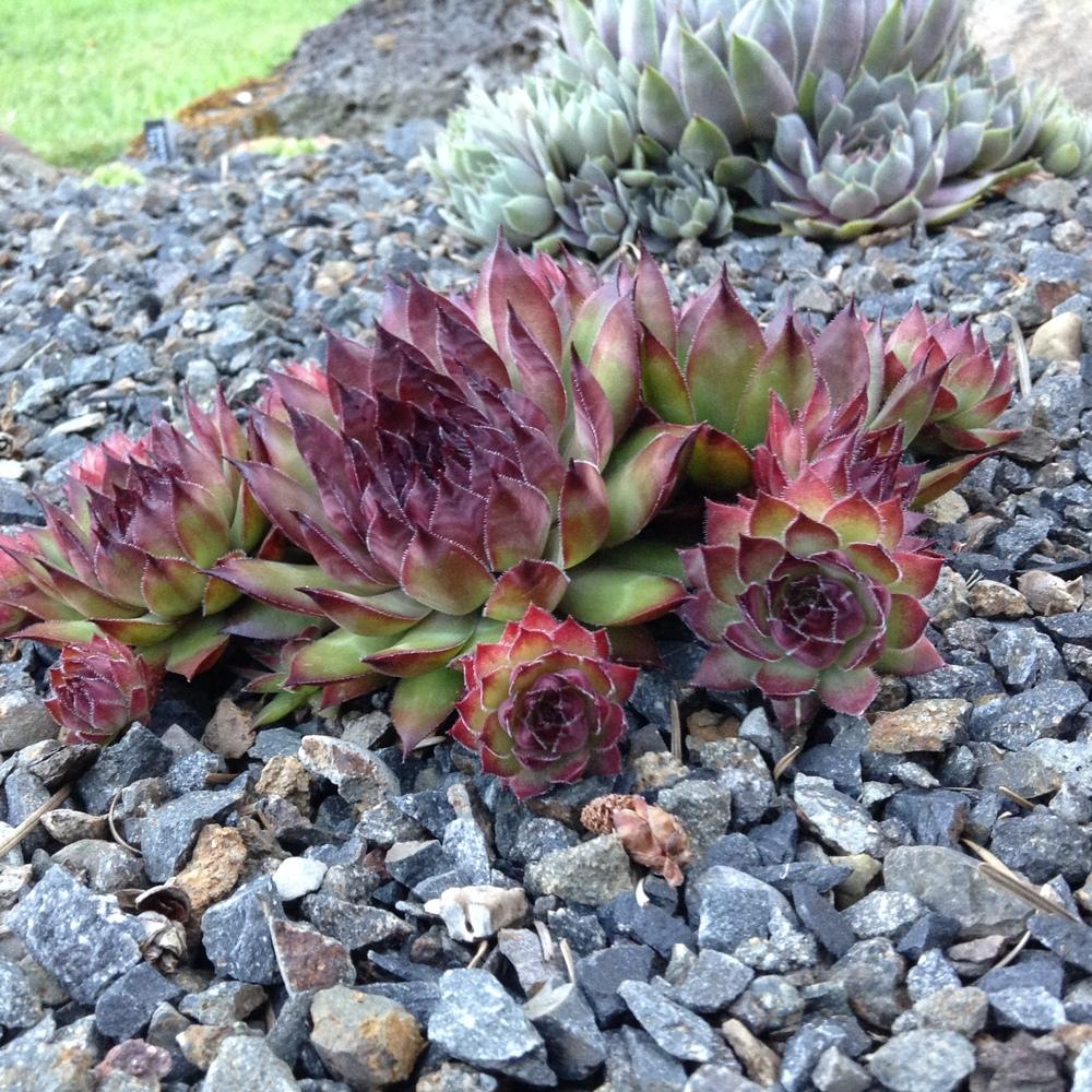Photo of Hen and Chicks (Sempervivum 'Dynamo') uploaded by tcstoehr