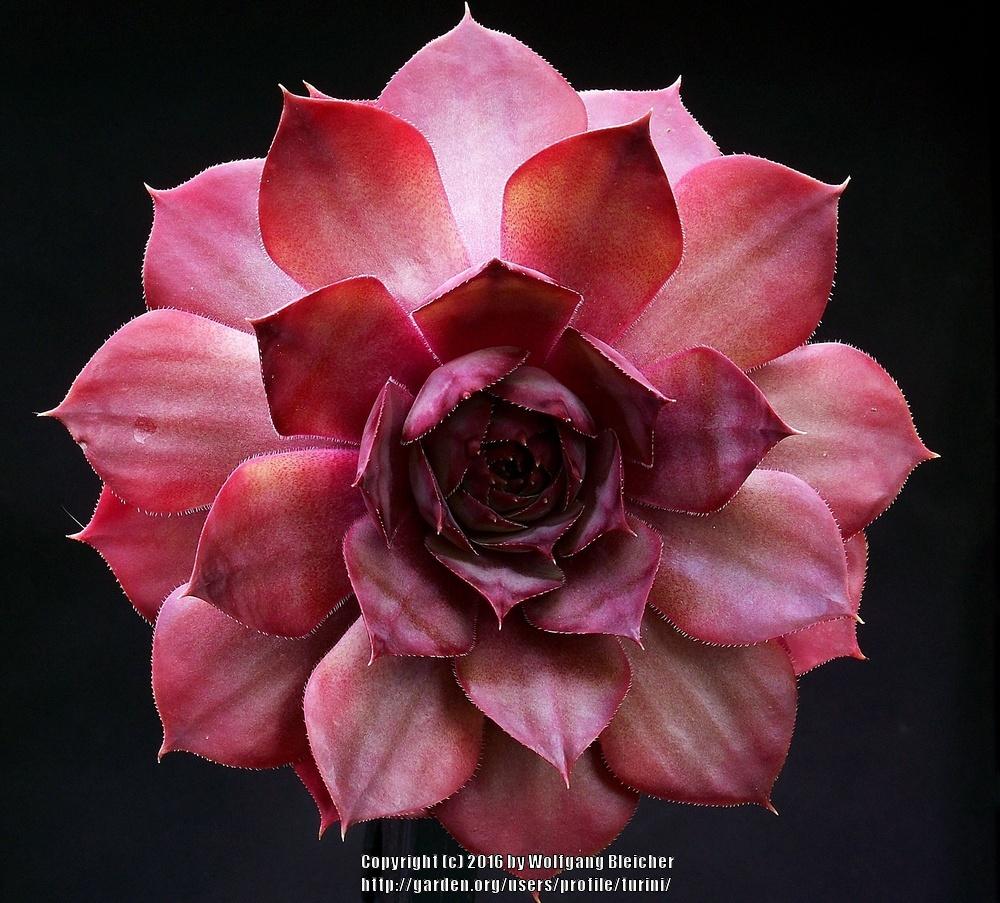 Photo of Hen and Chicks (Sempervivum 'Alesia') uploaded by turini