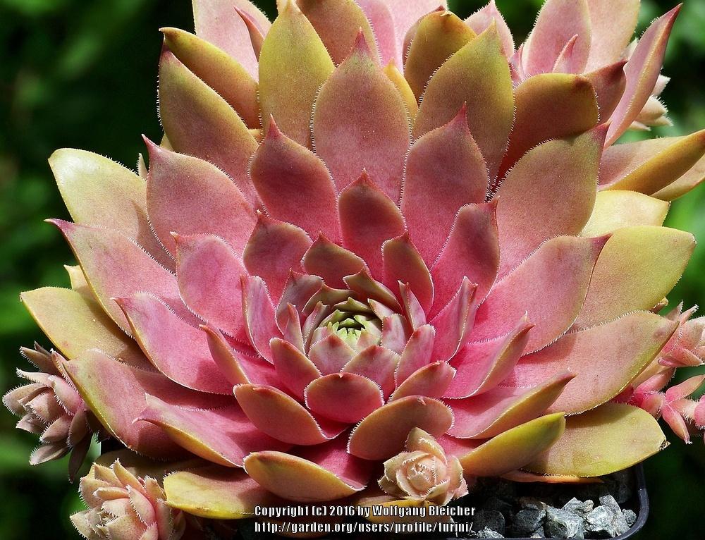 Photo of Hen and Chick (Sempervivum 'Rose Rosa') uploaded by turini