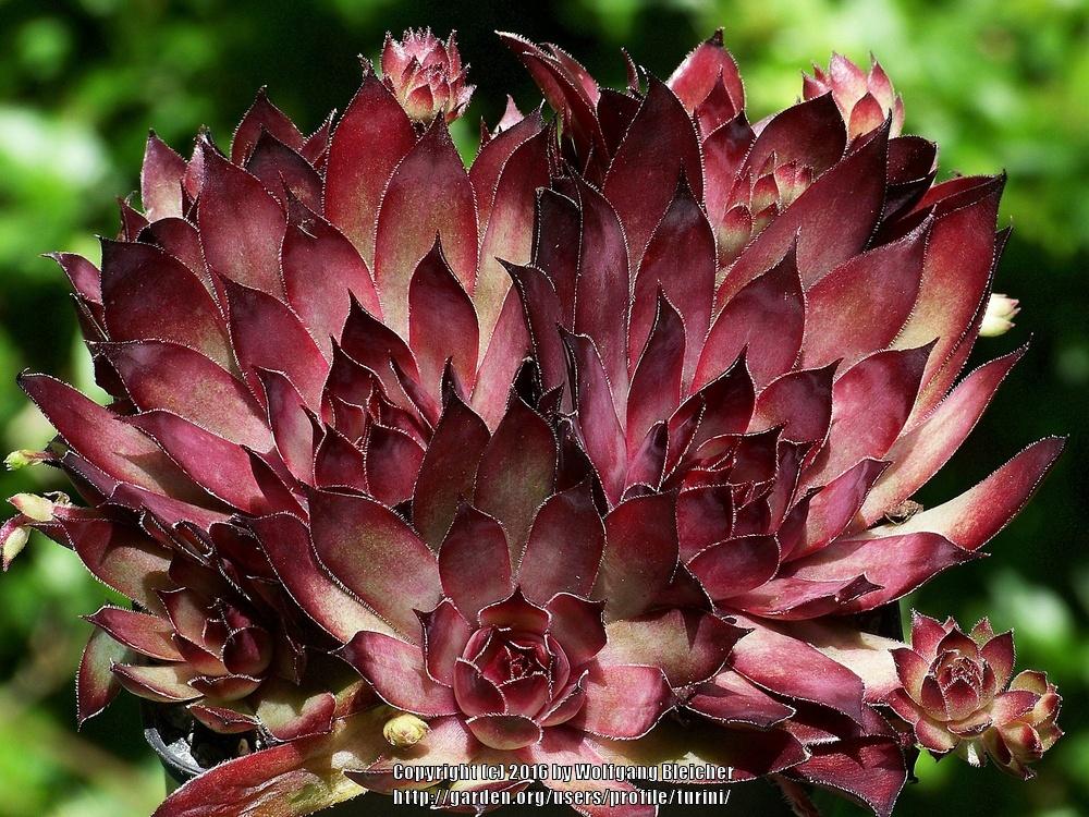 Photo of Hen and Chick (Sempervivum 'Congo') uploaded by turini